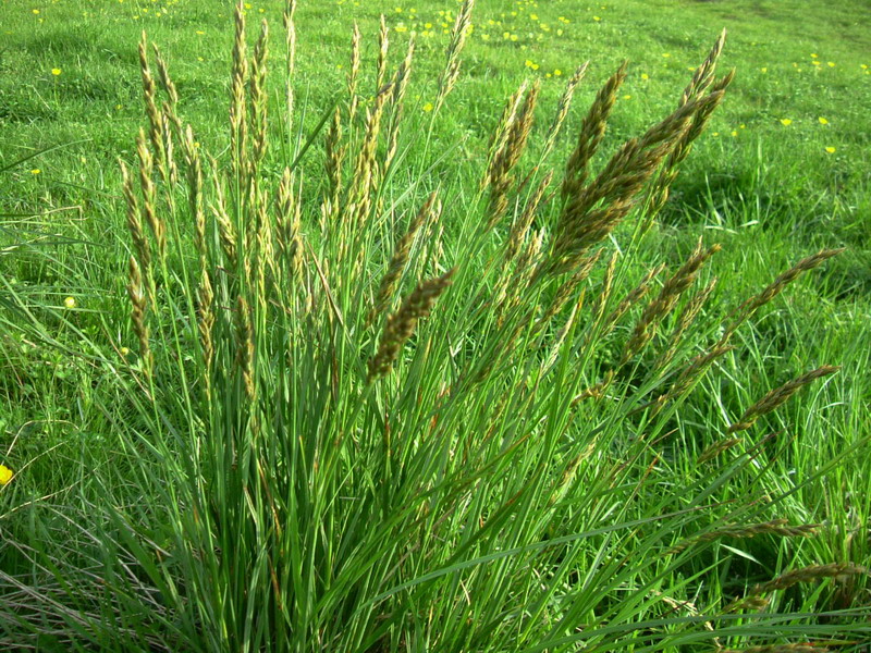 Erba da determinare - Festuca sp.